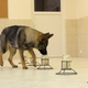 Image for article titled Dogs are better than DNA tests at telling identical twins apart